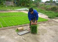 Kinh nghiệm gieo mạ khay