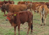 Kỹ thuật chăn nuôi bò sinh sản