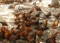 Kỹ thuật chăn nuôi gà thả vườn