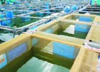 Kỹ thuật nuôi cá mú trong lồng lưới