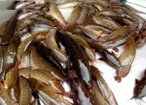 Kỹ thuật nuôi cá trê vàng đem lại hiệu quả kinh tế cao