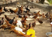 Kỹ thuật nuôi gà thả vườn
