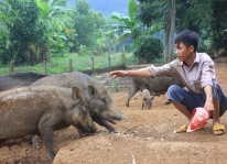 Kỹ thuật nuôi lợn rừng bằng cây lá dược liệu