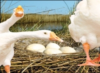 Kỹ thuật nuôi ngan đẻ trứng và phòng bệnh ở ngan