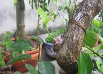 Kỹ thuật Trồng bonsai bằng phương pháp Ghép cành xuyên qua thân cây