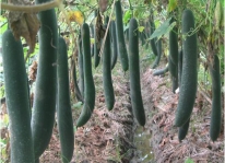 cách trồng bí