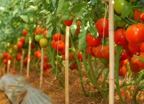 Kỹ thuật trồng cây cà chua