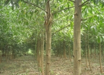 Kỹ thuật trồng cây keo tai tượng