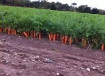 Kỹ thuật trồng và chăm sóc cà rốt đạt chất lượng cao