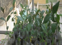 Kỹ thuật trồng và chăm sóc cây gỗ Gụ (Gụ lau)