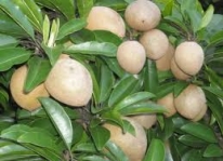 Kỹ thuật trồng và chăm sóc cây Hồng Xiêm