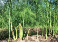 Kỹ thuật trồng và chăm sóc cây măng tây xanh