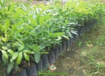 Kỹ thuật trồng và chăm sóc cây xà cừ