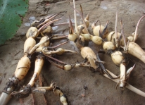 Kỹ thuật trồng và chăm sóc sen lấy củ