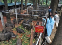Kỹ thuật xây dựng chuồng trại của “vua lợn rừng”
