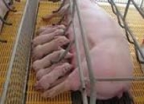 Làm chuồng úm và chăm sóc cho lợn sơ sinh