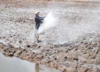 Lưu ý để vụ tôm thành công