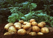 Năng suất gấp 3 lần khi trồng khoai tây bằng hạt