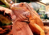 Những điều cần chú ý khi nuôi Rồng nam mỹ Iguana