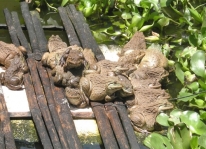 Phòng và trị một số bệnh thường gặp trên ếch nuôi