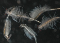 Thâm canh Artemia thu trứng bào xác trên ruộng muối