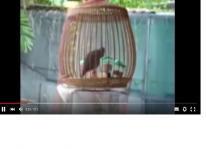 Thảo luận - chim cu gáy bổ 5