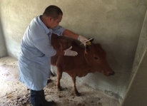 Tiêm vacxin phòng bệnh cho gia súc