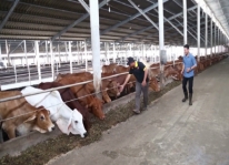 Tìm hiểu trang trại chăn nuôi bò Úc khép kín tại Việt Nam