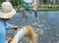 Tự chế biến thức ăn cho cá