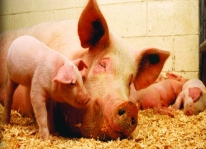 Ứng dụng tiến bộ kỹ thuật chăn nuôi lợn thịt sạch bằng men ủ vi sinh trên nền đệm lót sinh học